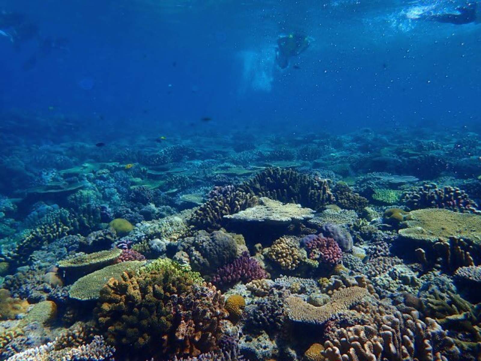 水納島 D計劃 海水浴 乘船浮潛 午餐