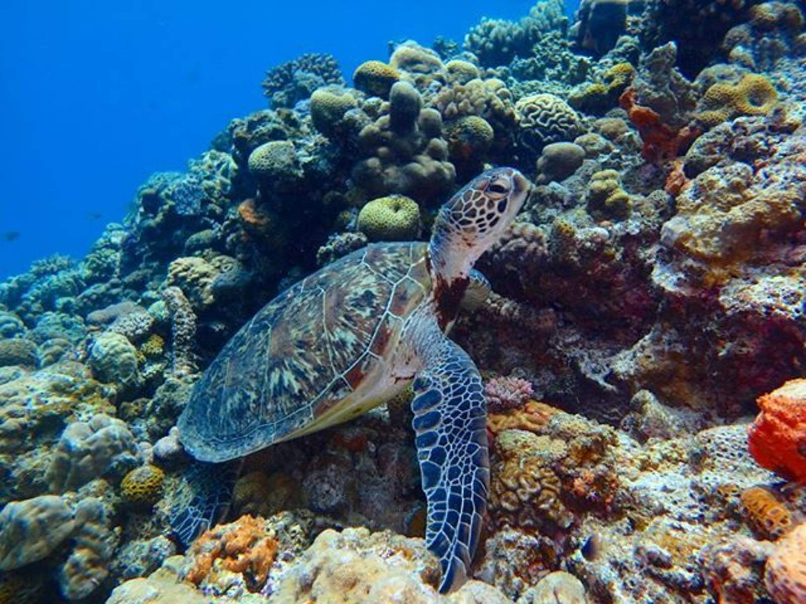 水納島 Aプラン 海水浴 ボートシュノーケル 体験ダイビング Or パラセーリング 昼食